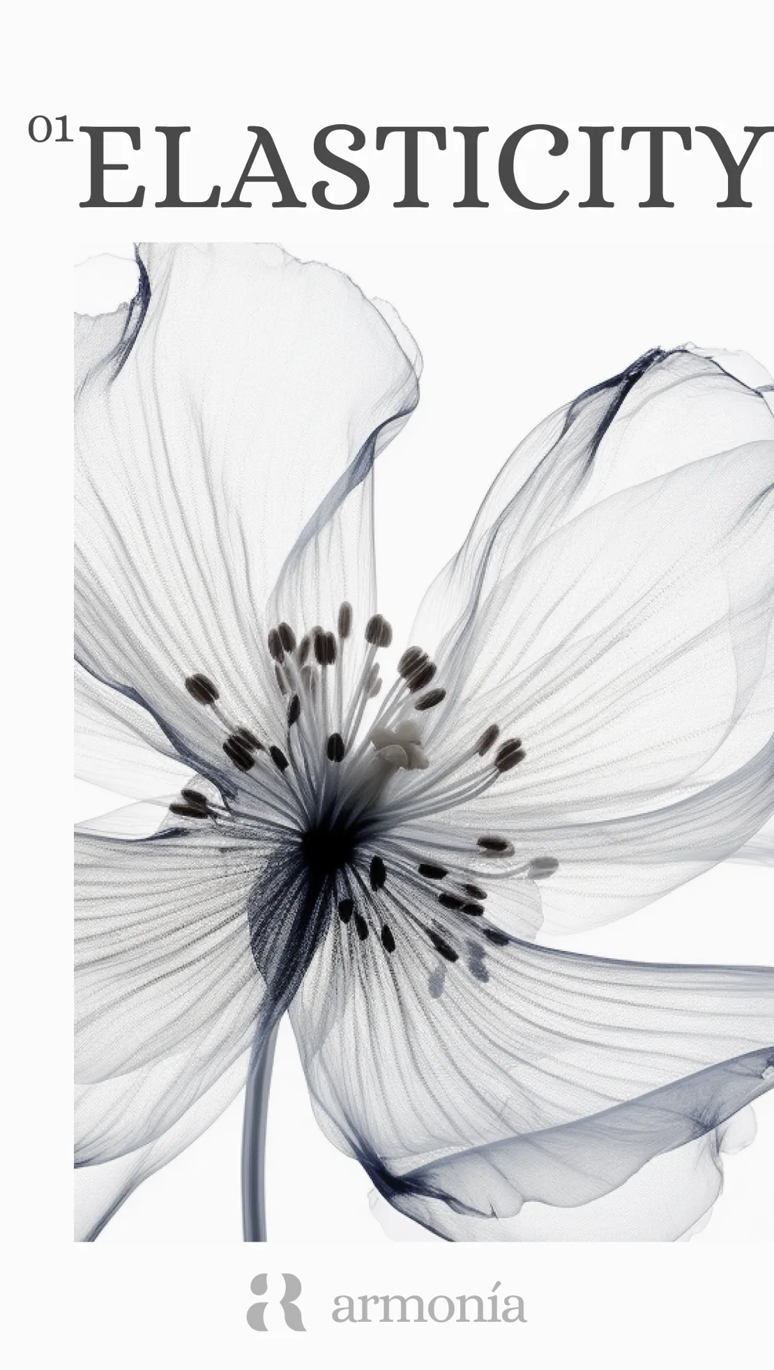 armonia-banner4-by-alitura