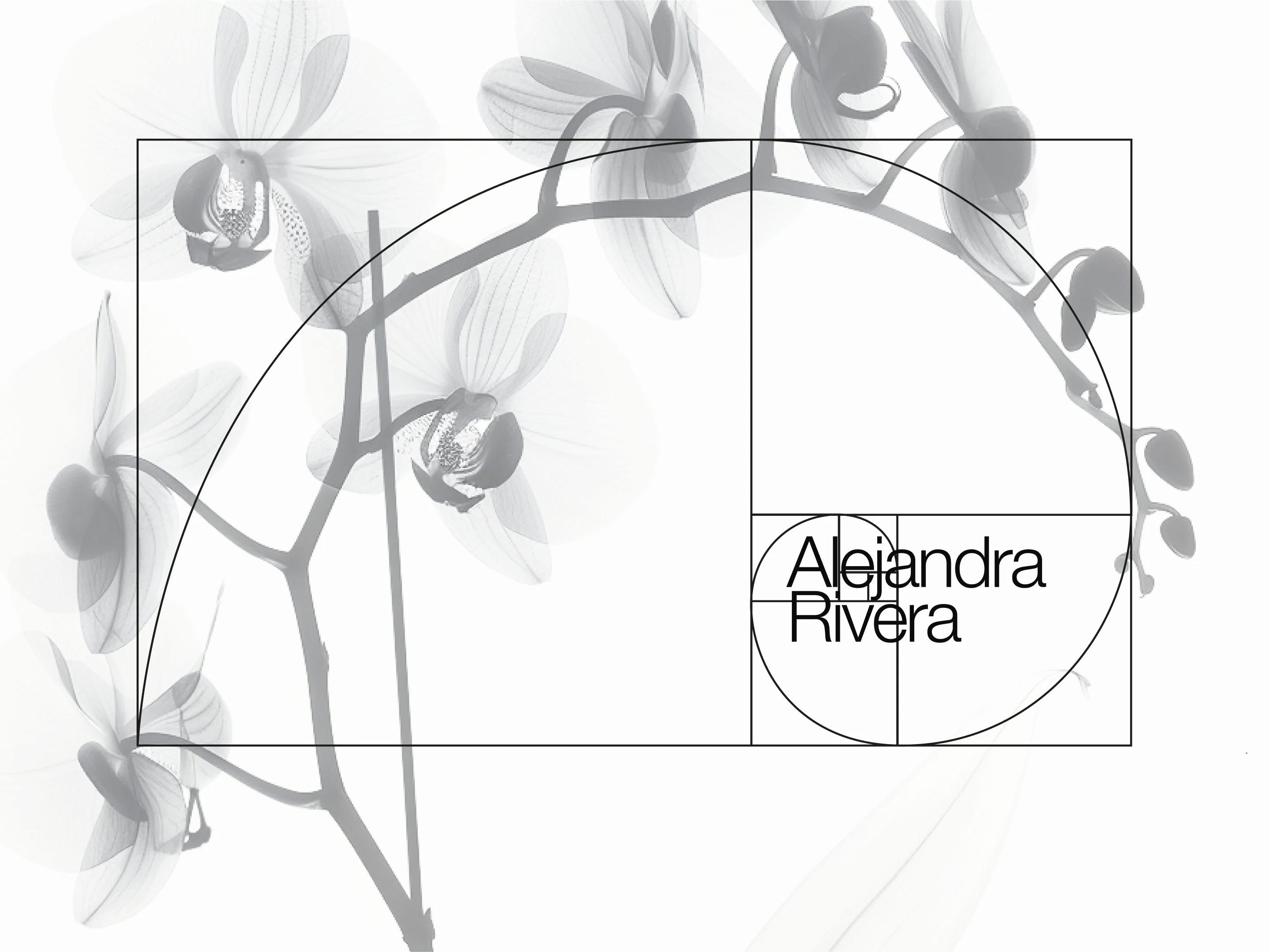 armonia-golden-ratio-by-alitura